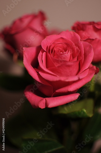 Fading red rose flower close-up. Drying petals. Large beautiful red rose 