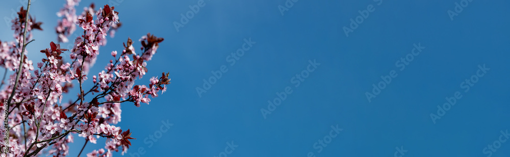 Hintergrund in blau, Himmel mit rosa farbenen Blutpflaumenzweigen - Konzept Frühling, Garten Hintergrund in blau, Himmel mit rosa farbenen Blutpflaumenzweigen - Konzept Frühling, Garten