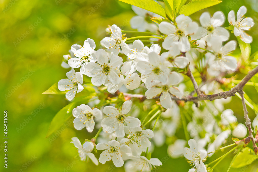 white cherry blossom white cherry blossom