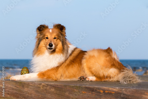 Stunning nice fluffy sable white shetland sheepdog, sheltie outside portrait on a sunny Happy Easter day. Small lassie, little collie dog with Easter eggs decorations and background of blue sea sky 