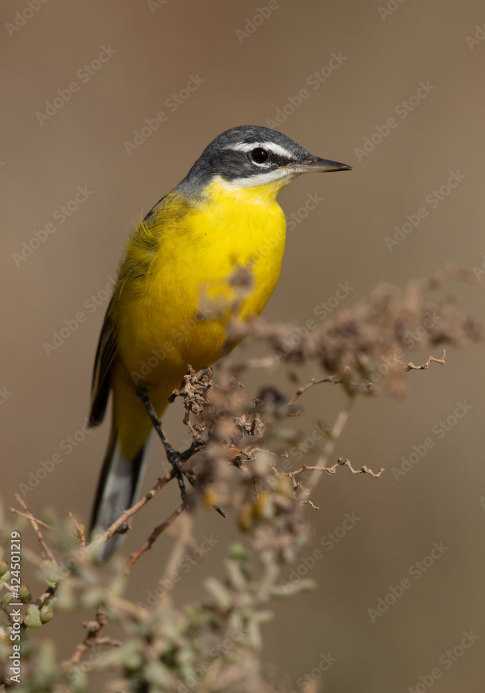 Yellow Wagtail perched on bush at Hamala, Bahrain Yellow Wagtail perched on bush at Hamala, Bahrain
