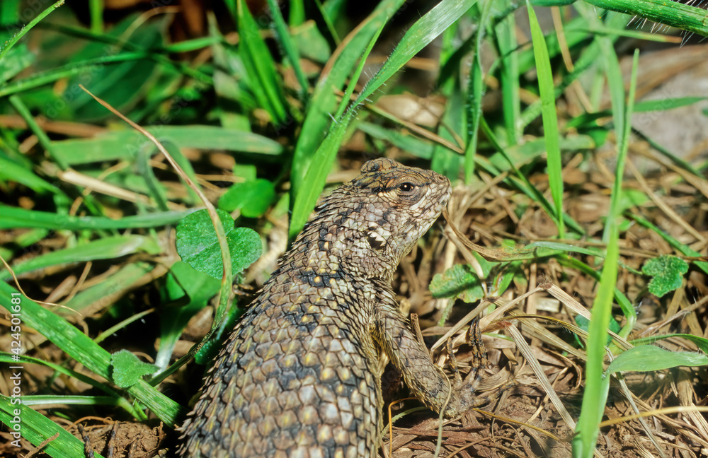 The spectacled caiman (Caiman crocodilus), also known as the white caiman, The spectacled caiman (Caiman crocodilus), also known as the white caiman,