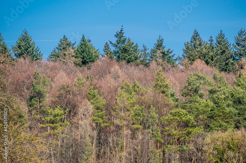 Wiederaufforstung im Mischwald