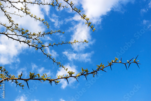 Acacia pennata (Climbing wattle, Acacia, Cha-om) branches with young shoots against the blue sky