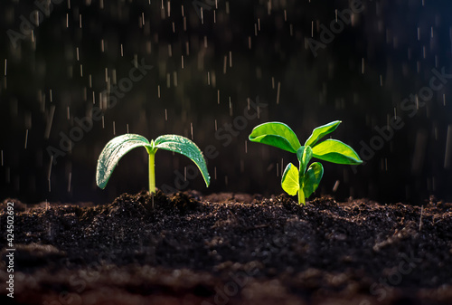 Two green sprouts growing in the garden in the rain. Watering plants. Gardening, agriculture and ecology concept