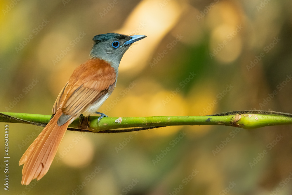 Blyth Paradise-flycatcher perching on a perch Blyth Paradise-flycatcher perching on a perch