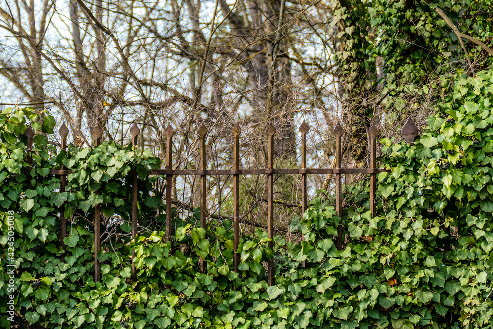 Efeu an historischen schmiedeeisernen Zaun Efeu an historischen schmiedeeisernen Zaun