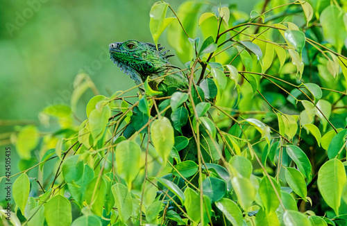 Green iguana