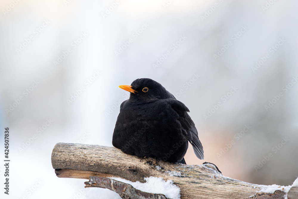 Obraz premium Amsel im Winter am Vogelhaus