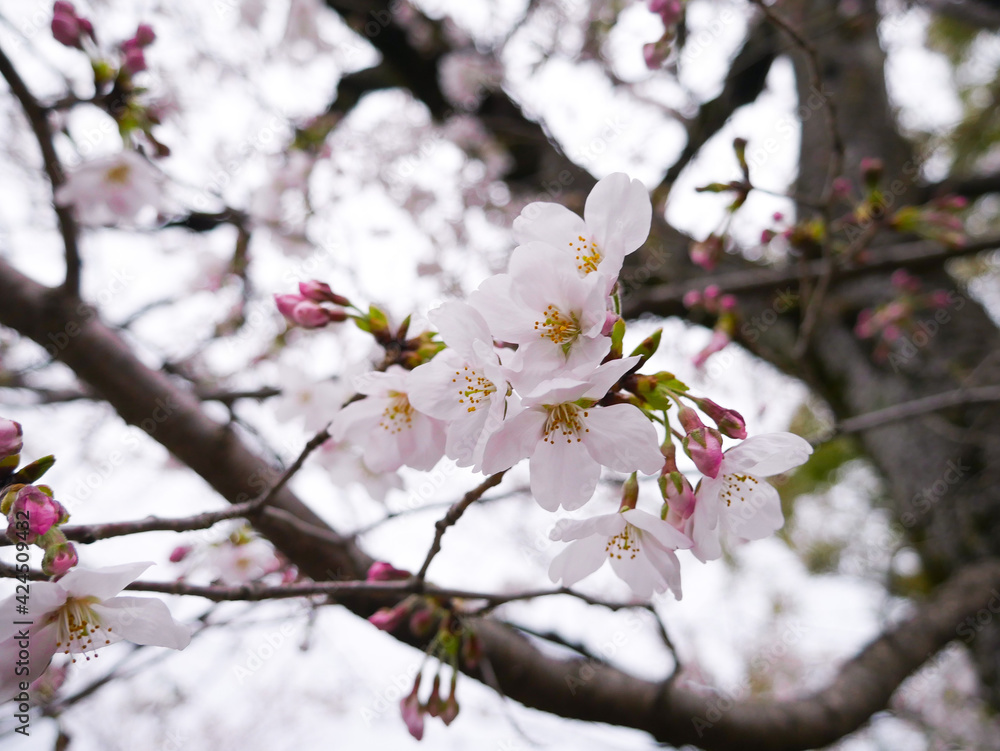 blossom blossom