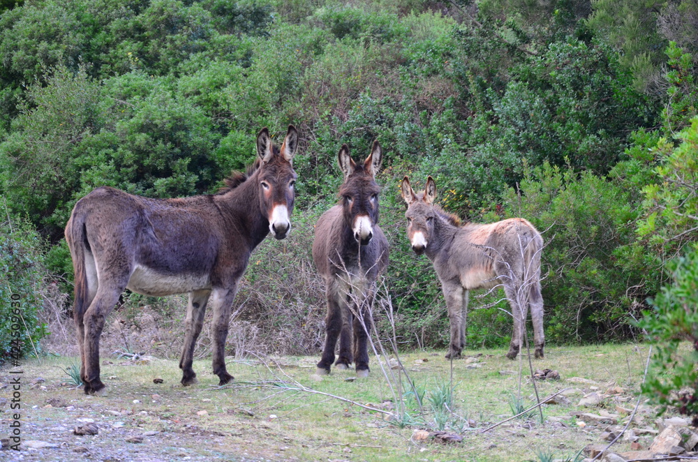 Sardinian donkeys Sardinian donkeys