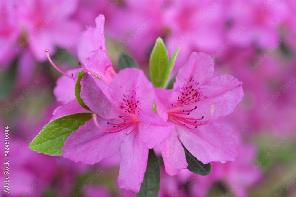 Obraz premium 화사함으로 다가오는 철쭉꽃