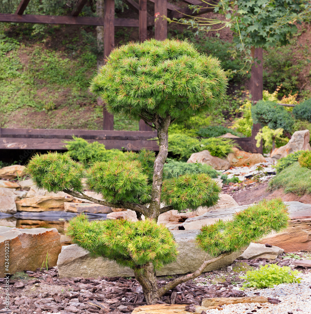 European bonsai spruce with fluffy needles and beautiful delicately trimmed branches against the backdrop of a Japanese-style stone garden. European bonsai spruce with fluffy needles and beautiful delicately trimmed branches against the backdrop of a Japanese-style stone garden.