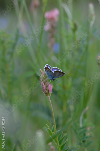 Common blue butterfly on a pink flower closed wings