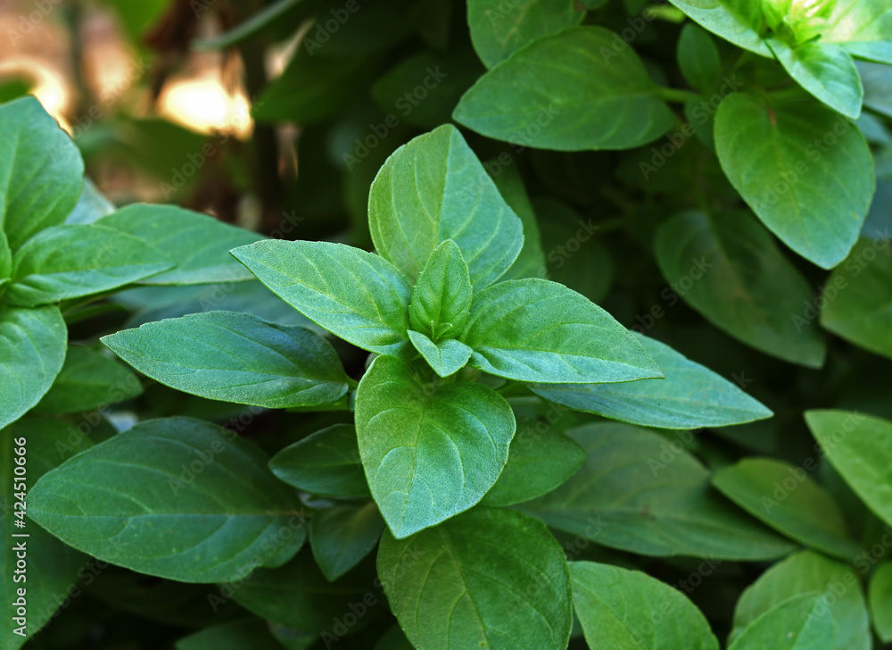 Fresh basil close -up Fresh basil close -up