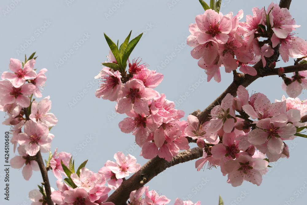 Obraz premium 복숭아꽃은 분홍빛