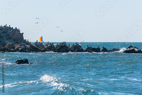 loons and gulls have chosen the amazing rocks on the shore of the Sea of Azov in the Kazantip Nature Reserve and have arranged bird markets here.