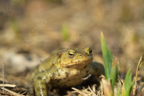 Closeup of a common toad (Bufo bufo)migrating in spring.