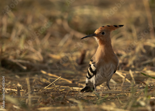 Portrait of a Hoopoe perched on ground at Hamala, Bahrain