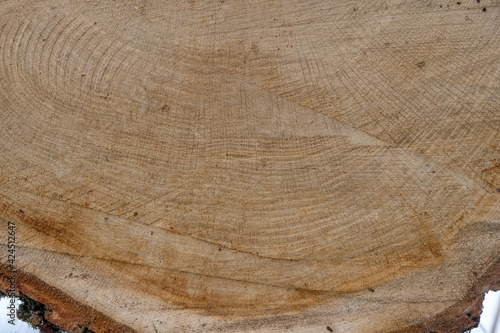 The texture of an oak cut. Traces of the saw. Copy space. 