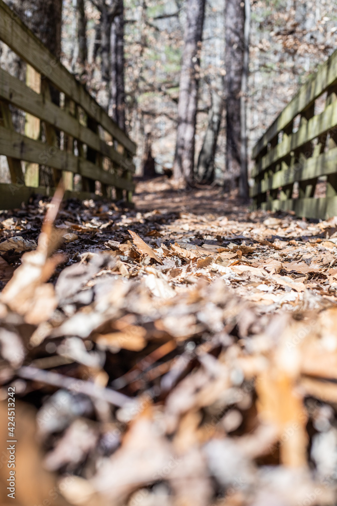 Obraz premium Leaf covered bridge