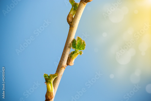 branch with young currant leaves on blue background