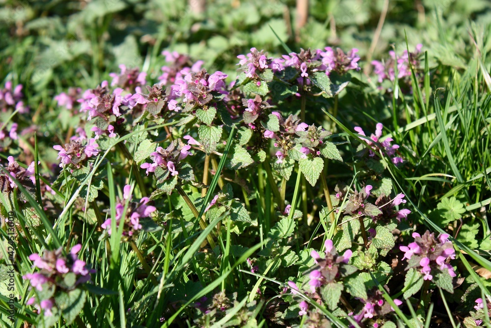 violet flowers in the grass