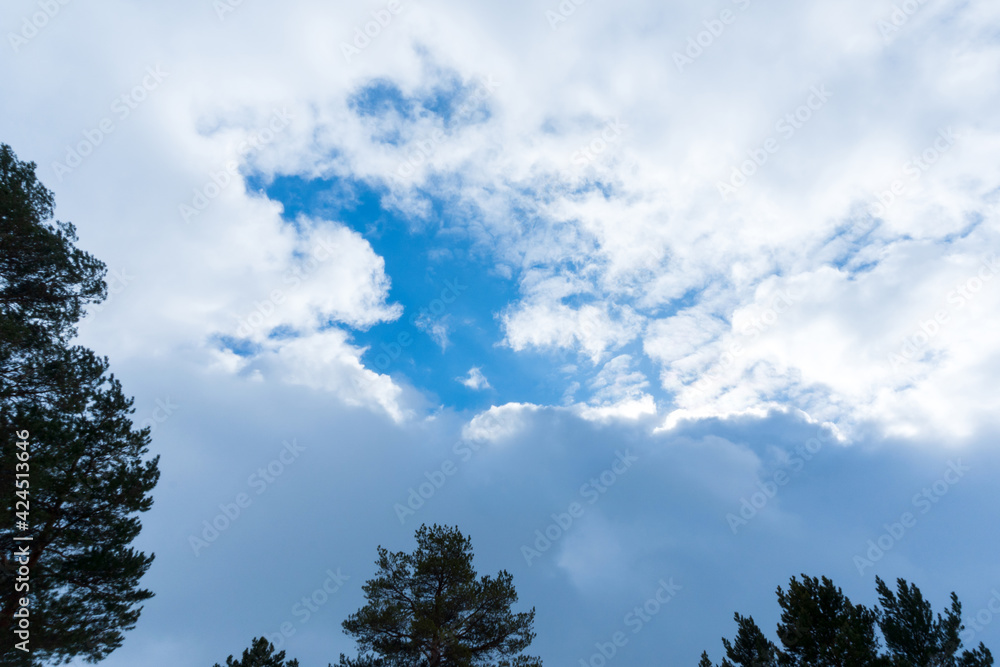 Obraz premium Green tree crowns view from below to the sky. Landscape, space for copying text