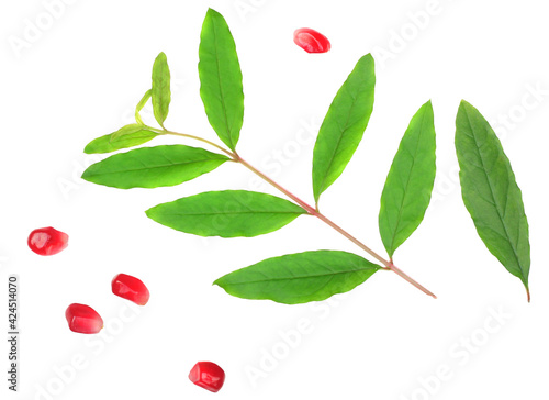 Pomegranate seeds and leaves isolated on the white background. Top view. Flat lay