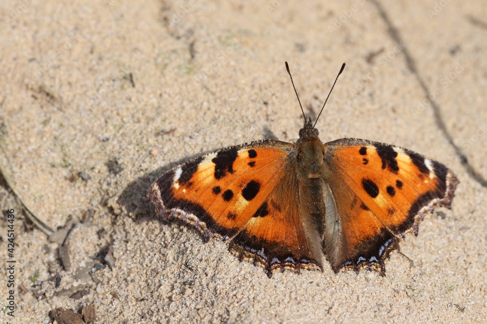 A beautiful multi-colored butterfly is basking in the warm rays of the sun. A beautiful multi-colored butterfly is basking in the warm rays of the sun.