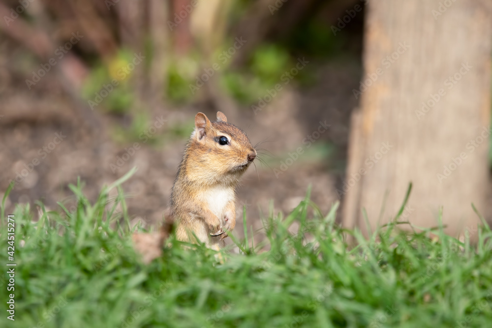 Eastern chipmunk with cheeks full of seeds Eastern chipmunk with cheeks full of seeds