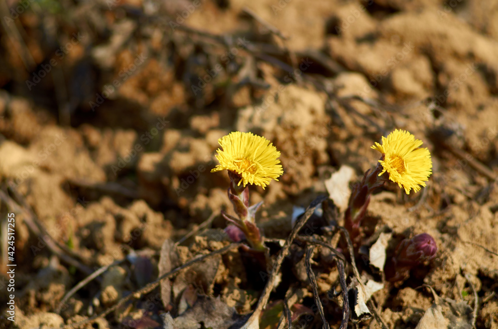 Coltfoot flowers are blooming in April Coltfoot flowers are blooming in April