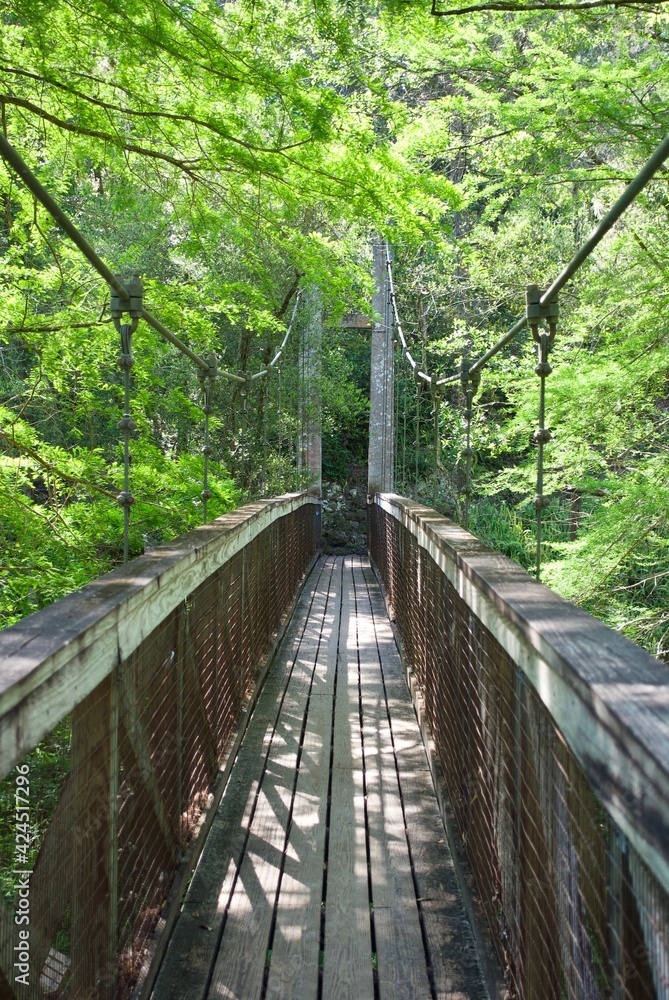 Ravine Gardens State Park Florida State Park located in Palatka, Florida. Wooden, suspension pedestrian bridge through green foliage. 