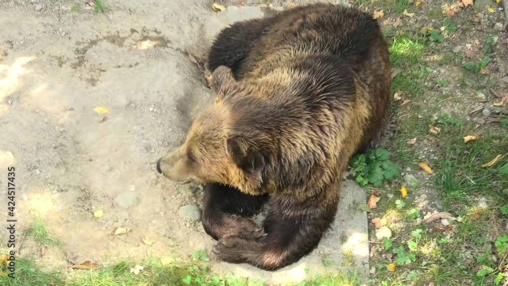 Video „Bear Park in Berne city. Two bears, official symbol of canton of