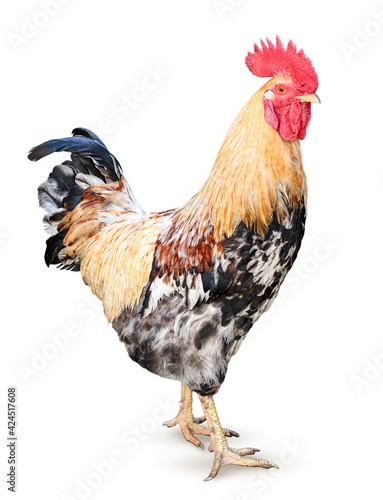 Rooster on a white background, side view. Isolated Fototapete