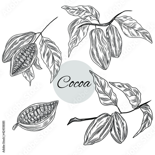 Cocoa plant set, collection of coca plant illustrations, herbs
