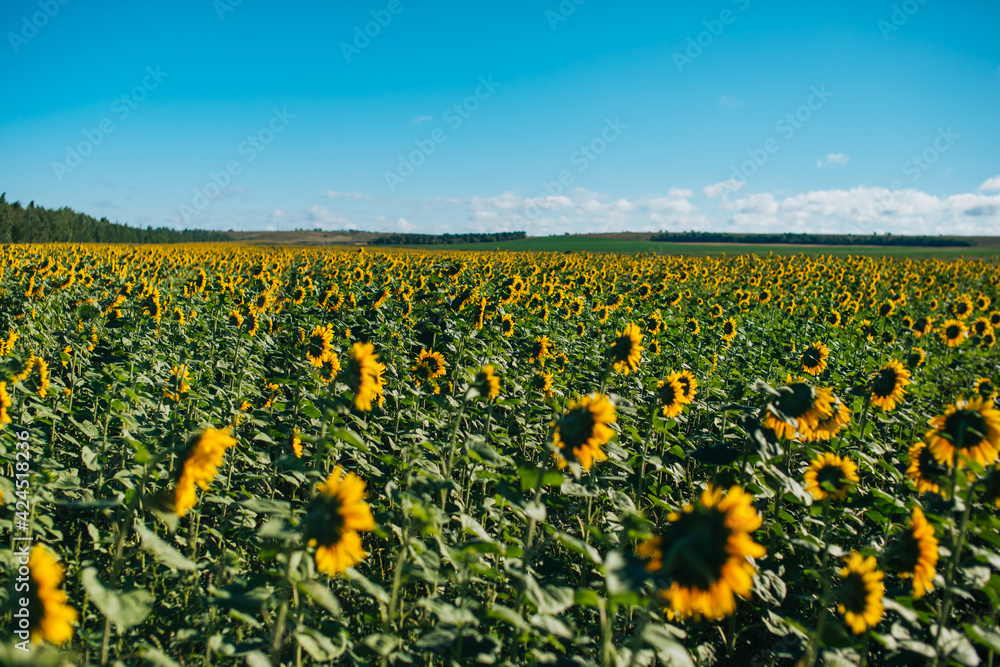 Fototapeta premium field of sunflowers against sky
