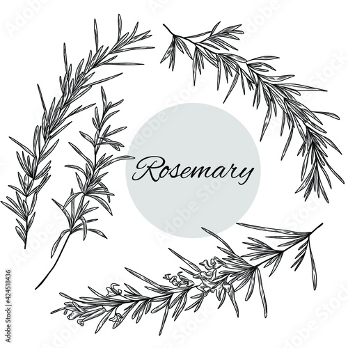 Set of rosemary illustration, hand drawn herbs, plants, rosemary branch