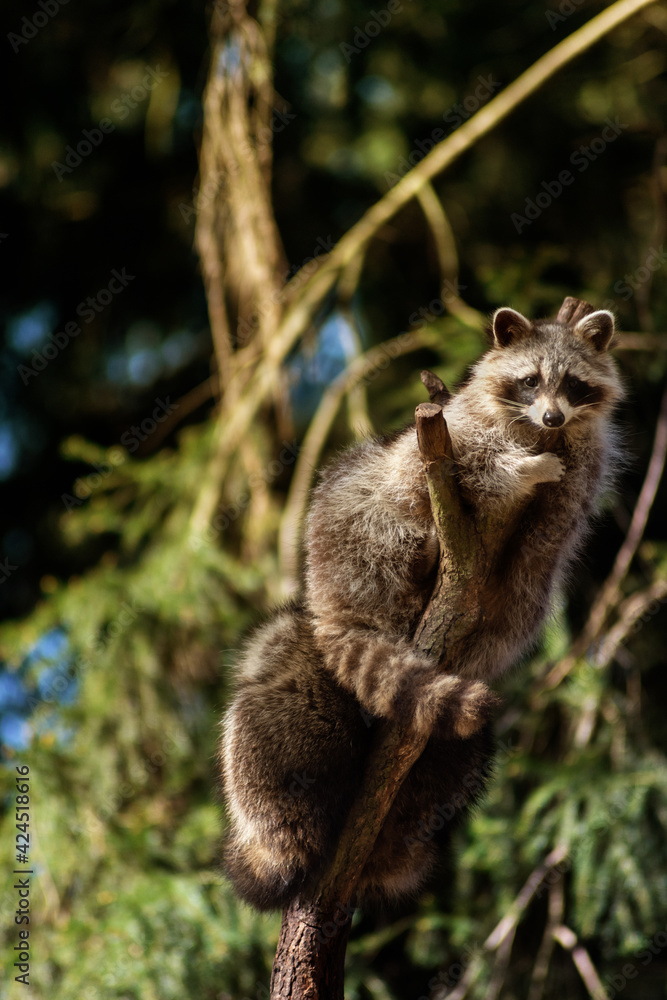 Obraz premium Raccoon on a tree