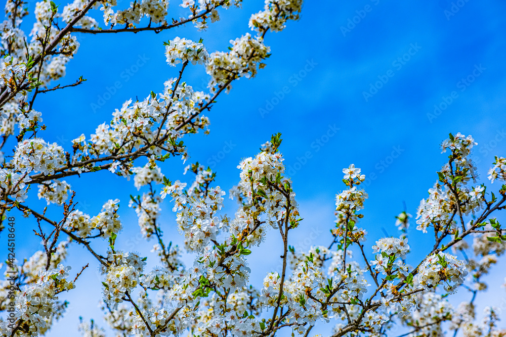 trees blooming with white flowers in springtime trees blooming with white flowers in springtime