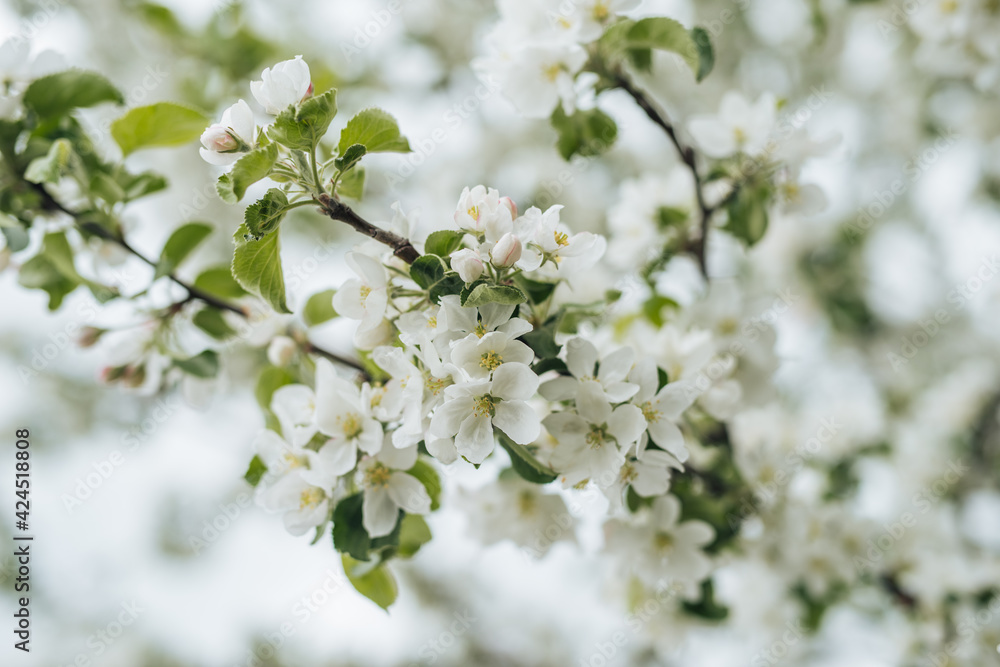 blossom in spring