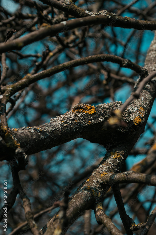 old tree and moss
old tree and moss