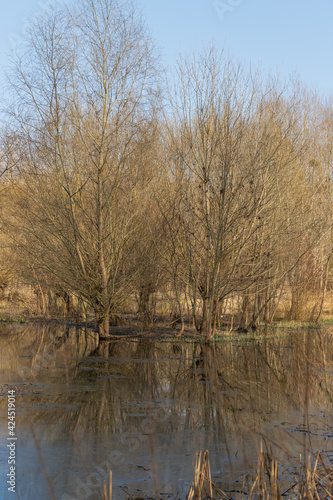 Floodplain forest and willow - Salix caprea. Water flows around the trees. The landscape is illuminated by the setting sun