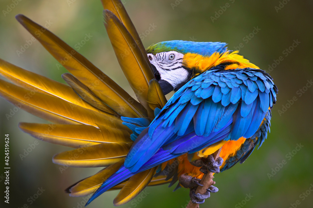 Fototapeta premium Blue amazonian parrot cleaning its plumage