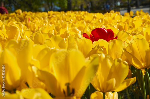 yellow and red tulips