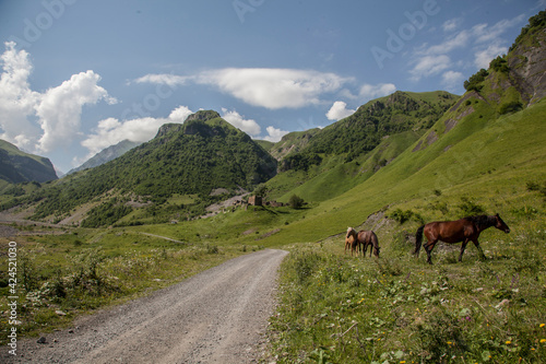horses walk in the summer in the mountains of Georgia