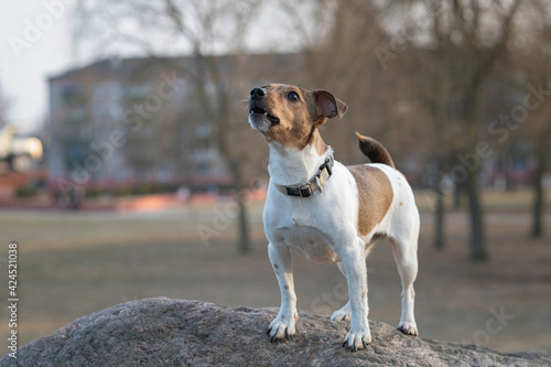 Young handsome jack russell terrier stands on a large stone in the city park.