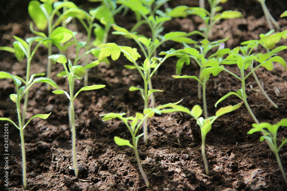 Young tomato plants (focus on the leaves) Young tomato plants (focus on the leaves)