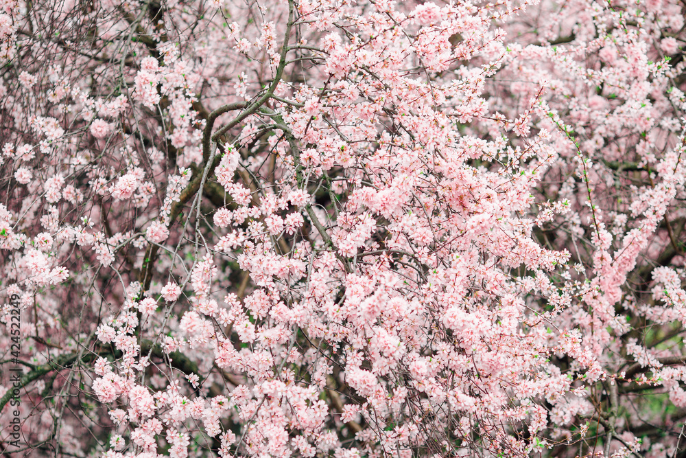 Beautiful spring cherry blossom with fading in to pastel pink and white background. Shallow depth of field and selective focus. Beautiful spring cherry blossom with fading in to pastel pink and white background. Shallow depth of field and selective focus.