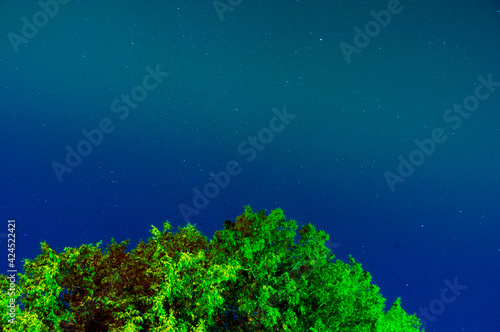 Fototapeta Naklejka Na Ścianę i Meble -  Night Sky with Tree Top